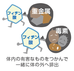 フィチンはイオンと結合してフィチン酸になる