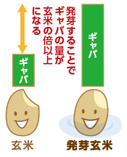 発芽玄米は玄米の倍以上のギャバ